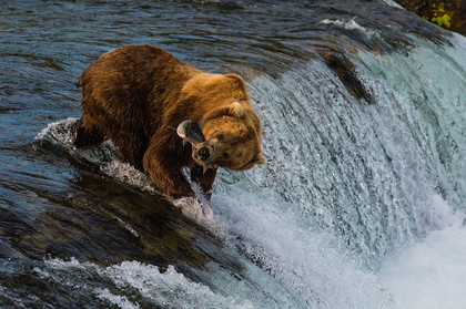 bear.jpg